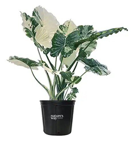 Alocasia Dawn, Variegated, Live Plant, (25-30 inches Tall in Grower Pot)