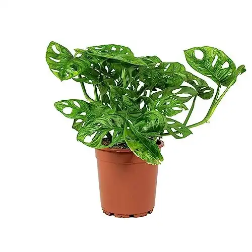Monstera Adansonii Swiss Cheese Live Plant